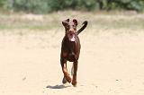 DOBERMANN 858